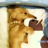 왕오리