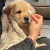 겸둥이